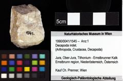 Foto (Objket + Etiketten) von Decapoda indet. 